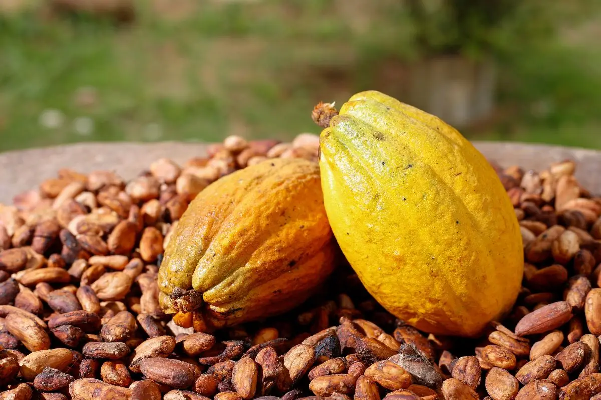 gia công cacao