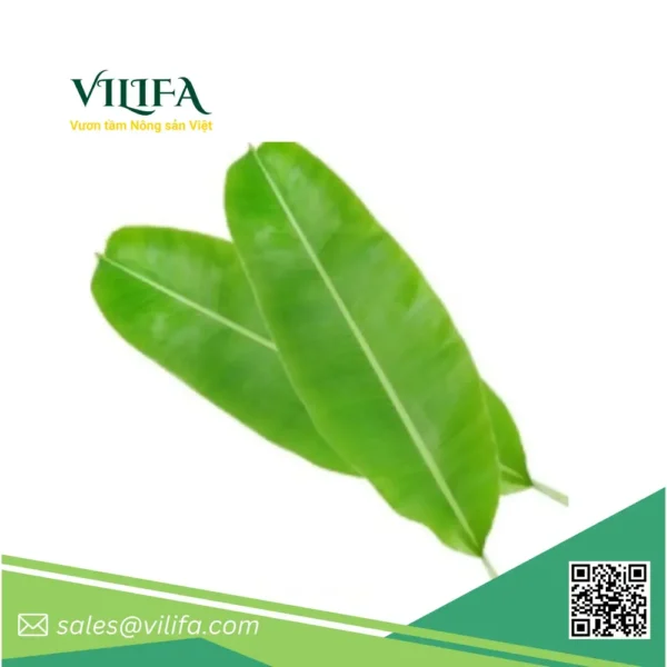 lá chuối đông lạnh