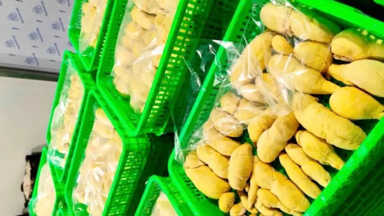 sầu riêng cấp đông