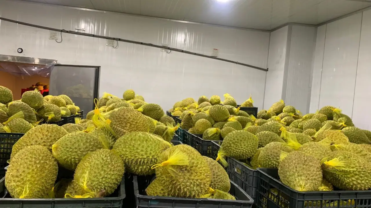 Sầu Riêng Cấp Đông