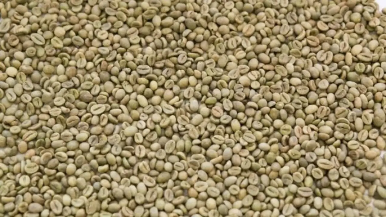 cà phê nhân robusta
