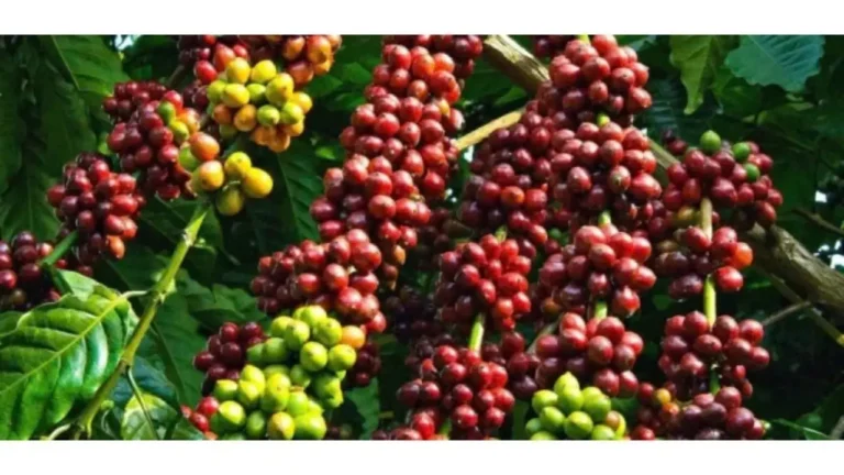 Bao Loc Coffee: Advantages for Roasters & Wholesale Buyers