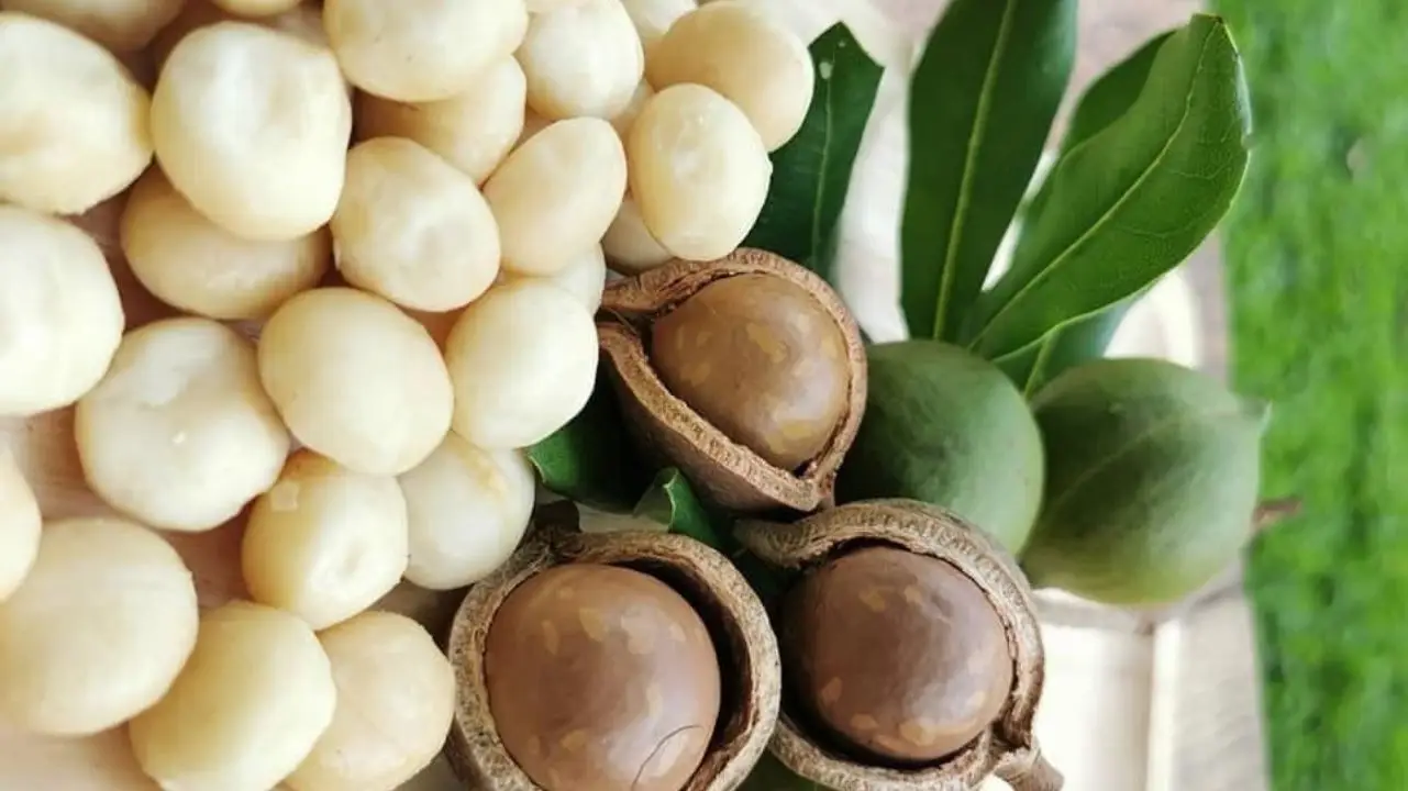 macadamia nuts