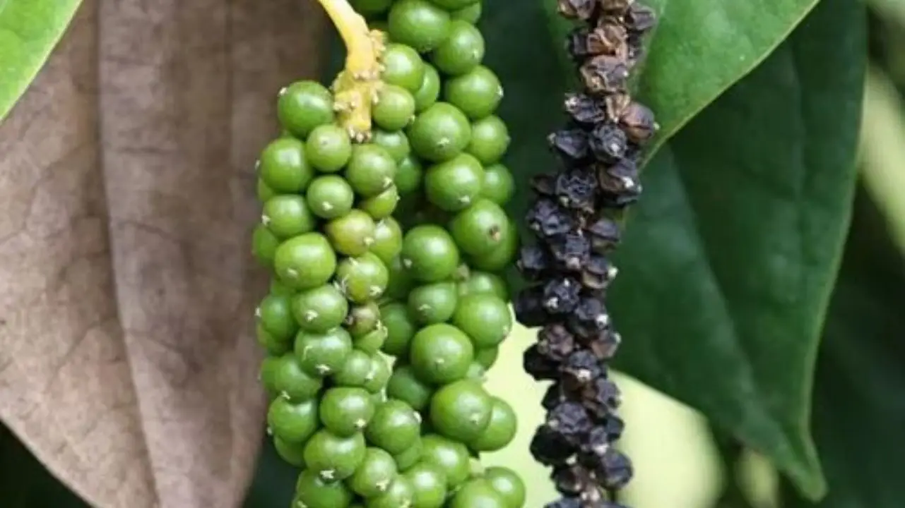 hạt tiêu đen