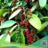 hat-tieu-xuat-khau (2) Tiêu Đen Xuất Khẩu